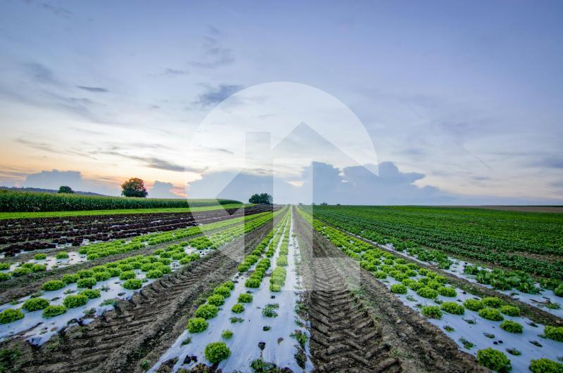 1000 KANAL LAND FOR SALE BEST FOR HOUSING SOCIETY DEVELOPMENT HOT LOCATION  - Pakistan - Lamudi.pk